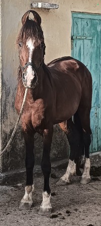 આ ધોડો વેસવાનો ને સાટા હાલે