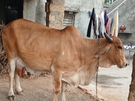 ગાય વેચવાની છે