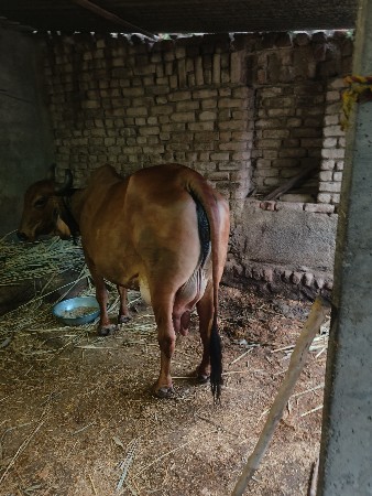 ગાય વેચવાની છે