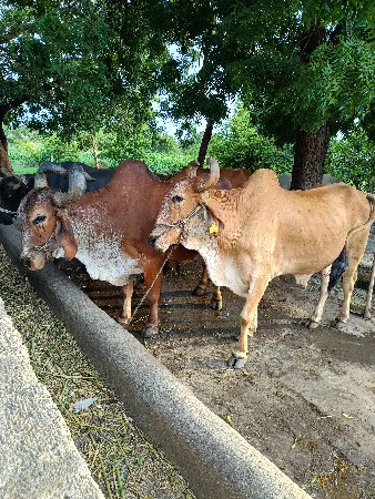 બળદ વેચવાના છે