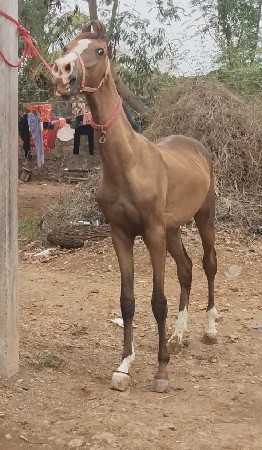 વછેરો