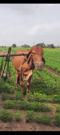ગોઢલોવેછવાનોચે