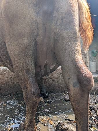 ભેંશ વેચવાની છે