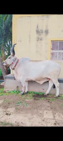 ત્રણ વાવણી વાવેલ