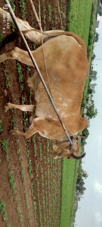 આ બળદ વેચવાનો સેં