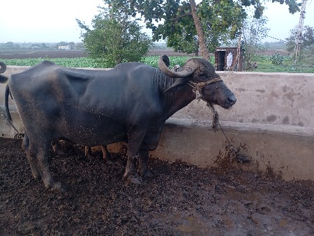 ભેશ અને ખડેલુ