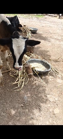 4 વાસળી