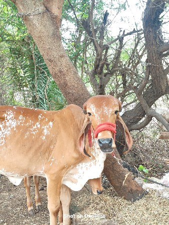 બે વર્ષ ની ગીર વાછડી આપવા ની છે.