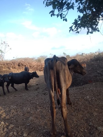 2 વર્ષનો શે