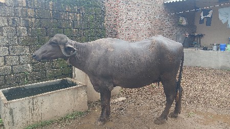 વેચવાની છે