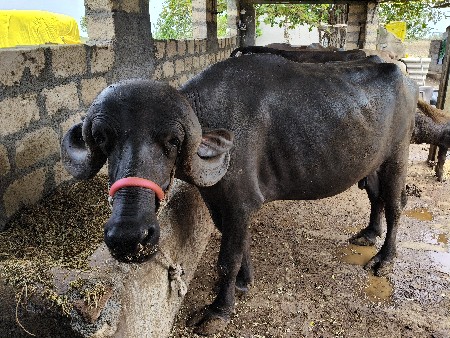 ભેંશ