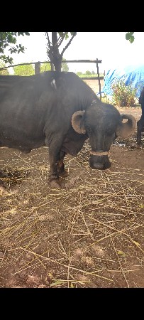 ભેંસ વેચવાની છે