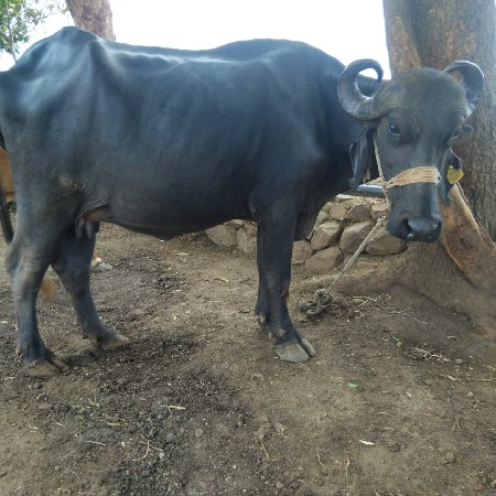 ખડેલી વેશવાની છે