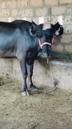 પેલું વેતર ખઢાઈ વેચવાની છે