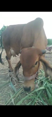 sata karvana chhe