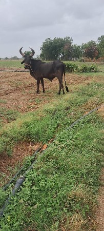 બળદ વેચવાનો છે