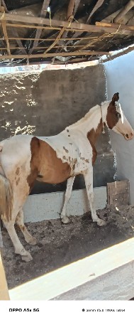 આ વસેરી વેસવાની સે સાટા કરવાના