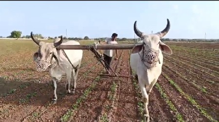 ગોઢલા વેચવાના છે