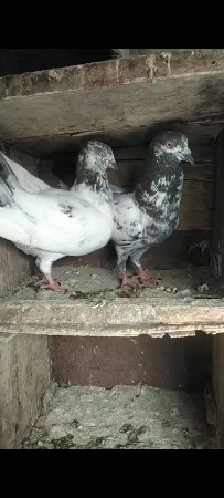 કબૂતર દેવાના છે