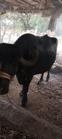 ભેંસ વેચવાની છે