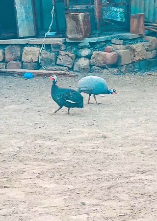 રામ તેતર વેચવાના છે