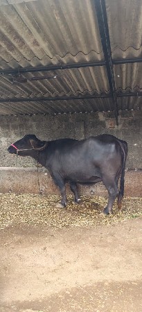 ભેંસ વેચવાની છે