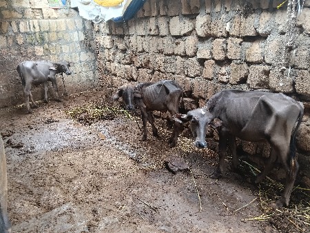 સાટા કરવાના છે ખડેલિ સામે