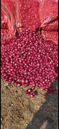 ડુંગળી નુ બી વેચવાનું છે