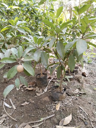 વહેંચવાના