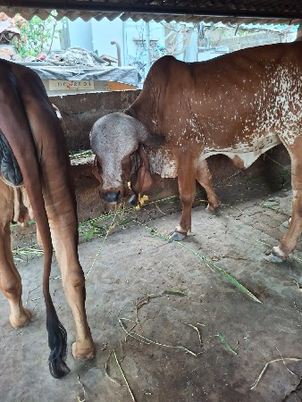 GIR COW