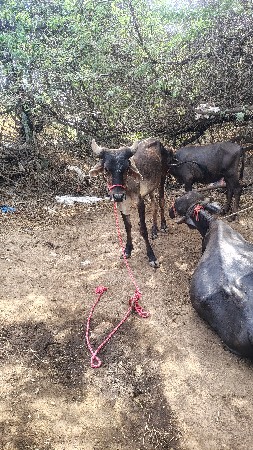 વાંચડો વેચવાનો છે
