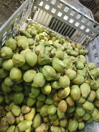 bagica deva mate 6354655085