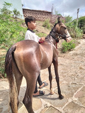 સાટું કરવા નું છે