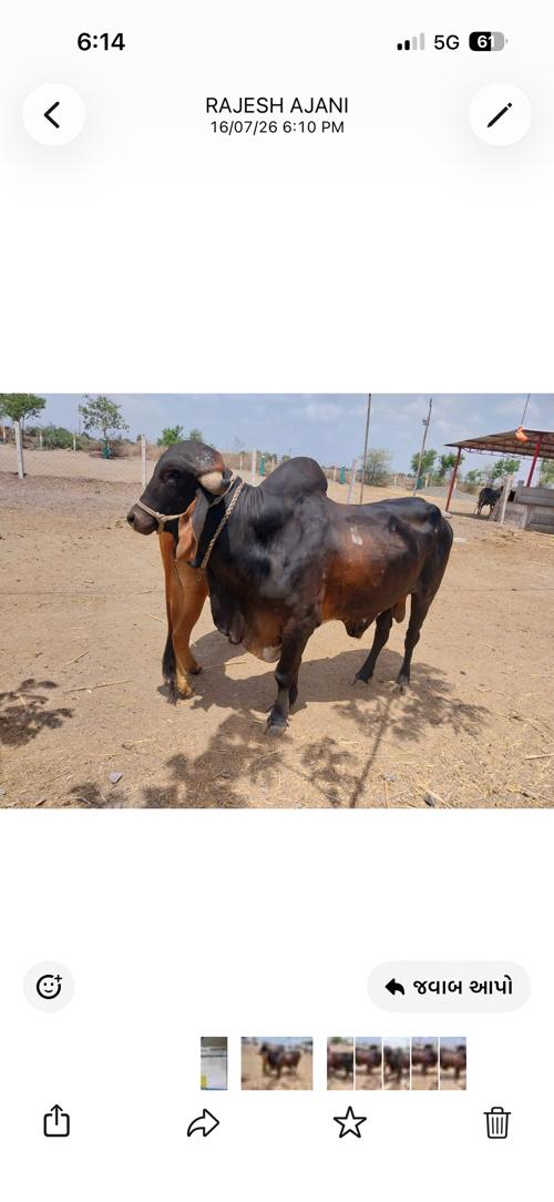 ખુંટ ગીર બ્લેક