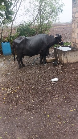 ભેંસ વેચવાની છે