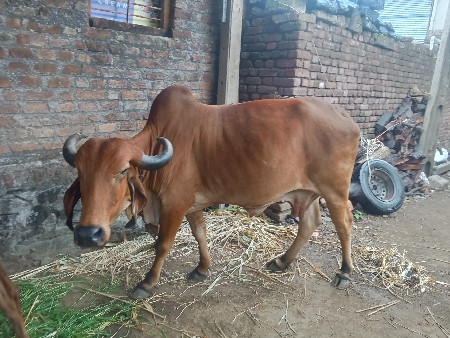 ગીર ગાય