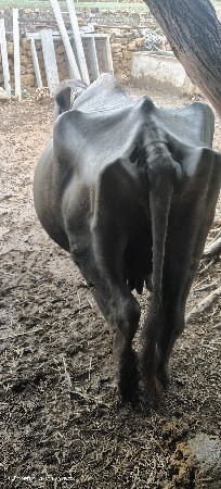 ભેસ