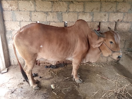 ગાય વેસ વા ની સે