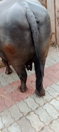 ભેંસ વેચવાની છે
