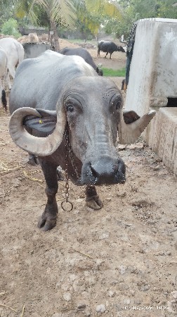 ભેસ વેચવાની