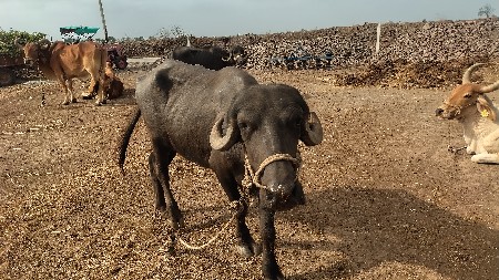 khadela