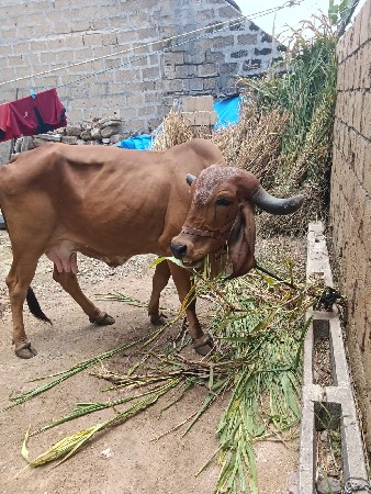 ગાય વેચવાની છે