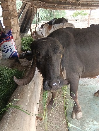 ભેંસ વેચવાની છે