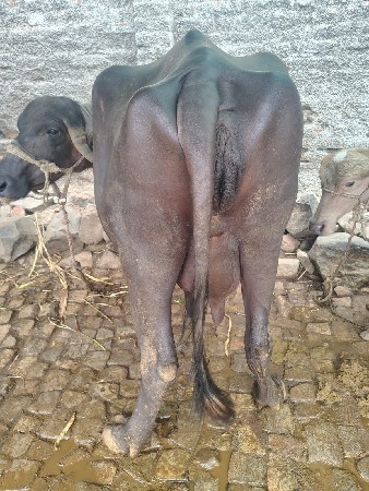 ભેંસ વેચવાની છે