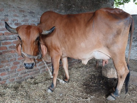 ગાય વેચવાની છે