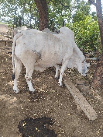 બળદ 4ધરનૈછે