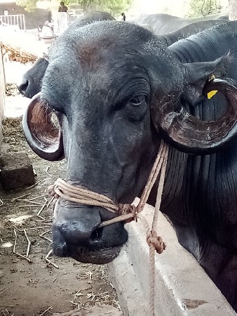 બીજું વીયાણી પારેટ છે ૪,૫ લીટર