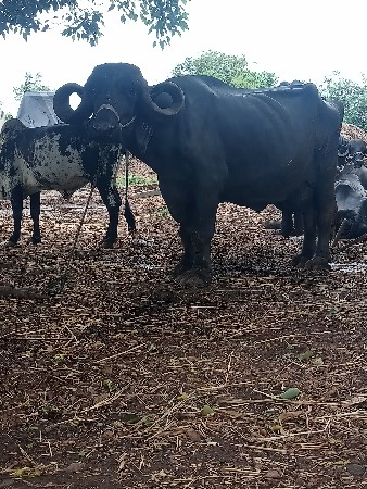 ભેંસ વેચવાની છે