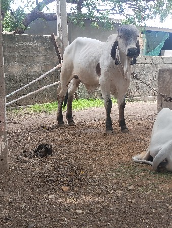 ગીર વાસડો વેસવાની સે