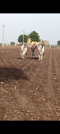 બળદ વેસવાના સે